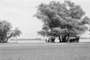 Belle Isle Park View (1910)